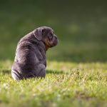 Dog Poop Pickup in Lake Orion Michigan