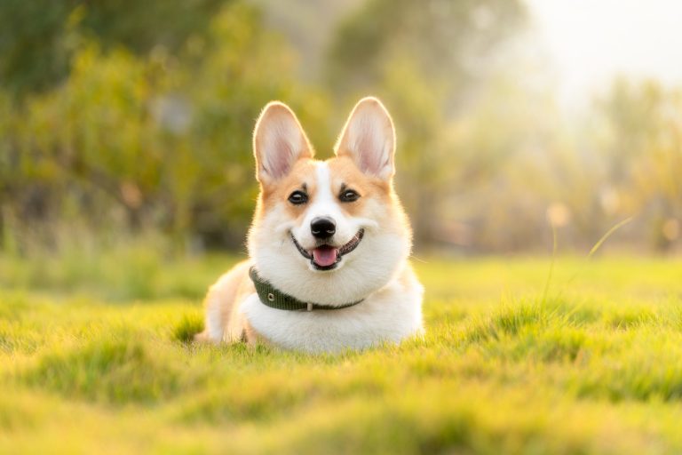 Dog Poop Pickup in Lake Orion Michigan