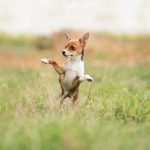 Dog Poop Pickup in Lake Orion Michigan