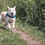 Dog Poop Pickup in Lake Orion Michigan