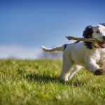 Dog Poop Pickup in Lake Orion Michigan