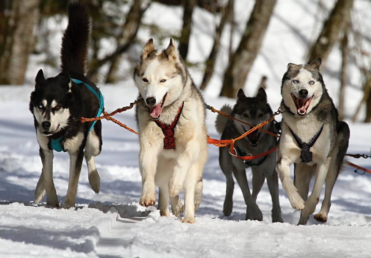 Dog Poop Pickup in Lake Orion Michigan